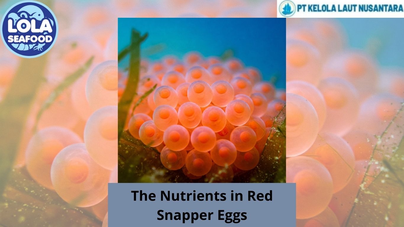 The Nutrients in Red Snapper Eggs